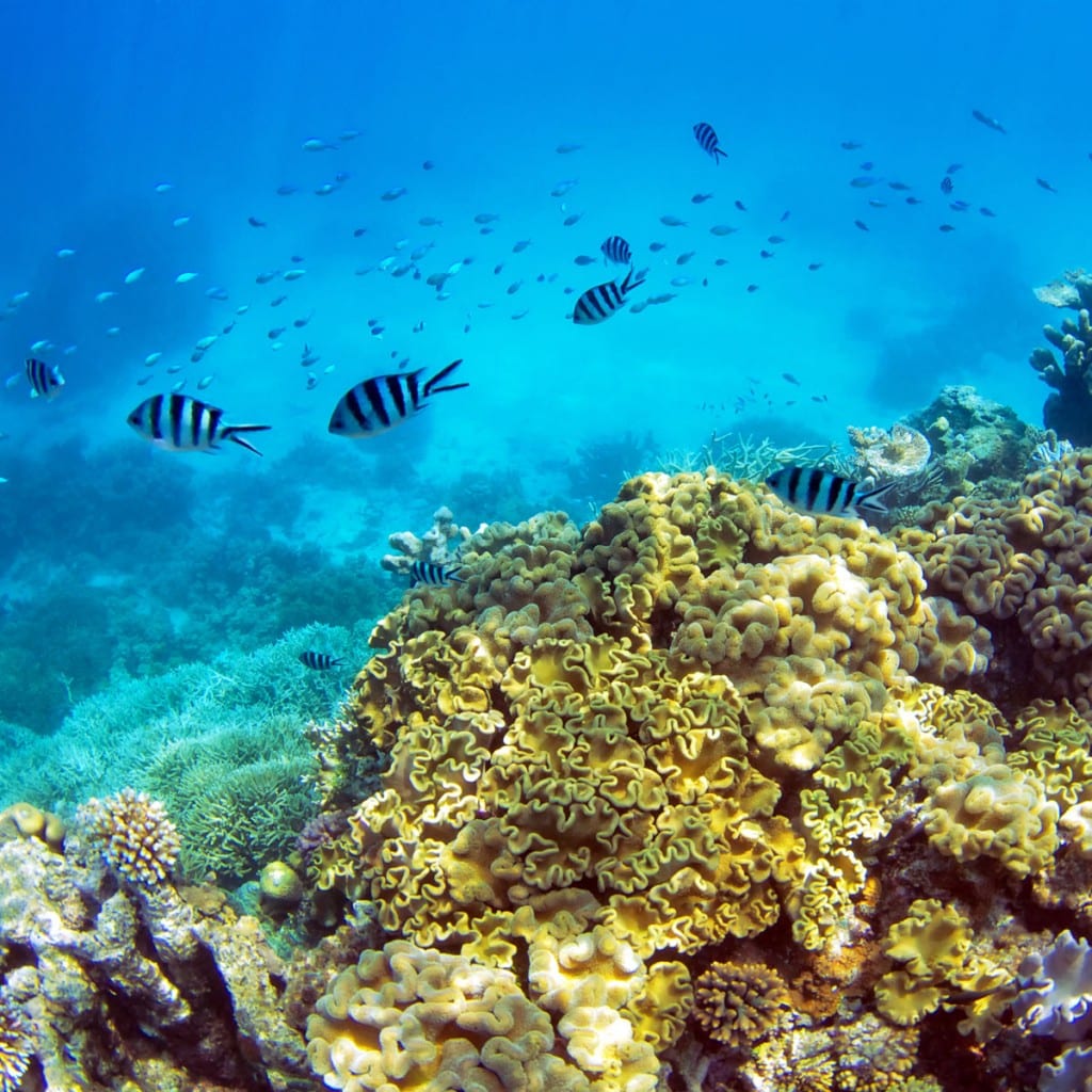 corals underwater