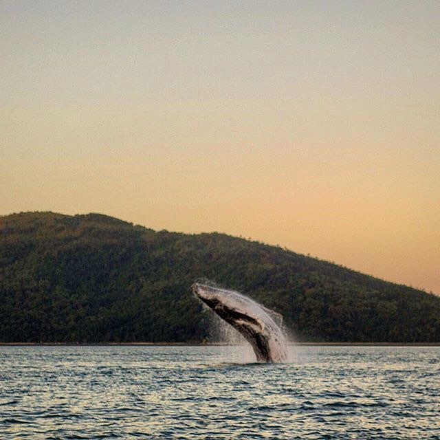 Whale at sunset by @gbrmarinepark