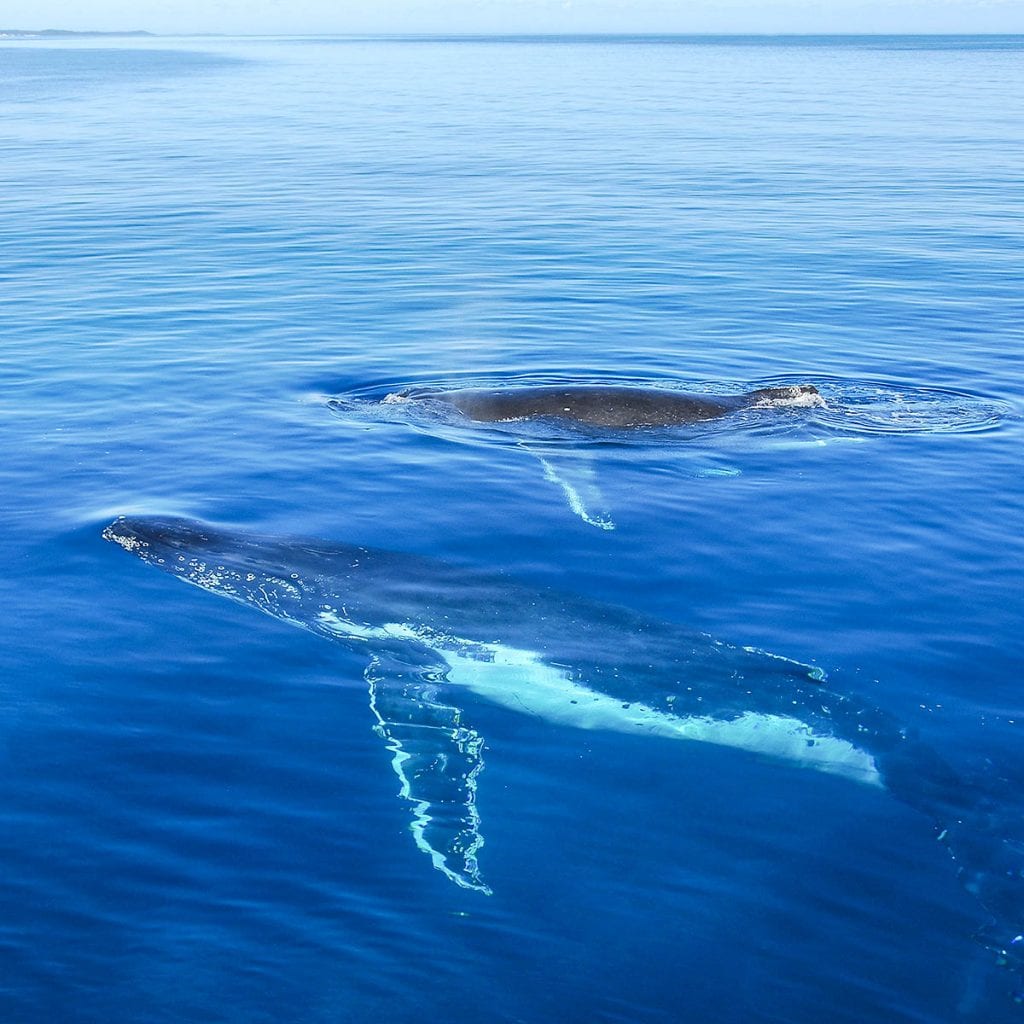 Whales In the Whitsundays
