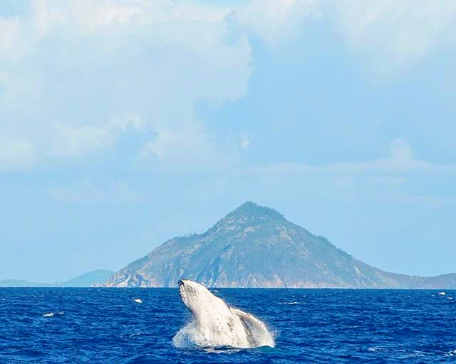 Whales in the Whitsundayys - image by @allastallaadventures